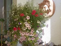 Hängeampel.webp