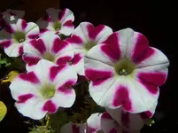 Petunie.webp