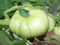 12.07.07-tomaten-tangerine-f1.webp