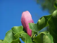 Magnolie.webp