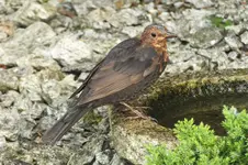 2012_0814Sommer0033.webp