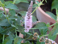 minze unbekannt02.webp