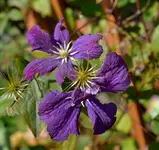 DSC_9782 Waldrebe.webp