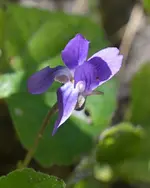 DSC_9749 Veilchen.webp