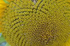 DSC_9862 Sonnenblume.webp