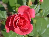 DSC_9870 Noch ne Rose.webp