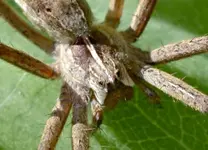 DSC_9851 Jagdspinne Porträt.webp