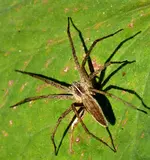 DSC_9831 Listspinne.webp