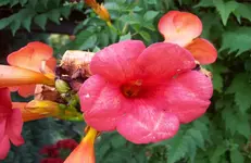 Blüte.webp
