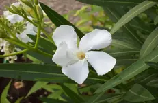 Blüte Oleander.webp