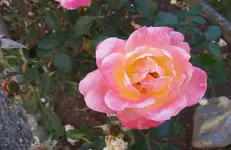 Blüte Rose 1.webp