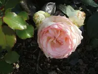2012_0815120001.webp