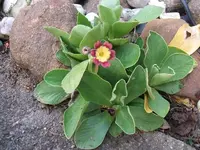 2012_0815120005.webp