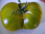tomaten 024.jpg