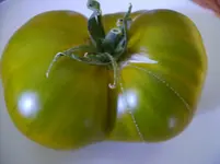 tomaten 024.webp