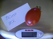 tomaten 016.webp
