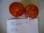 tomaten 023.jpg