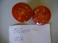 tomaten 023.webp