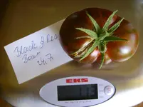 tomaten 039.webp