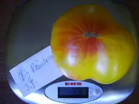 tomaten 099.webp