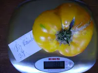 tomaten 100.webp