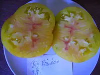 tomaten 111.webp