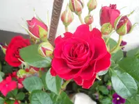 1439kl.webp
