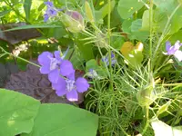 DSCN1618kl.webp