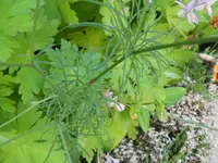 DSCN1621kl.webp