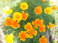 DSCN1610kl.webp