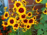 DSCN1614kl.webp