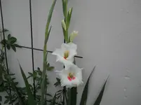 DSCN1604kl.webp