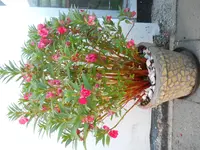 DSCN1617kl.webp