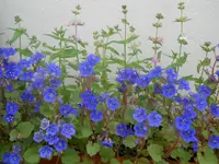DSCN1470kl.webp