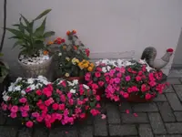 DSCN1451kl.webp