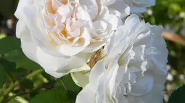 DSCN3497.webp