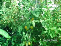 k-BILD1341.webp