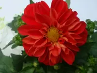 DSC09733.webp