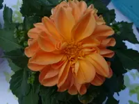 DSC09735.webp