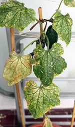 gurke_blaetter.webp