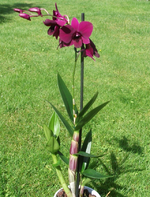 Orchidee-rot-3.webp