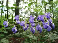 IMG_0743.webp