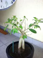 IMG_0823.webp