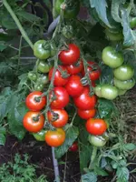Bild 404.webp