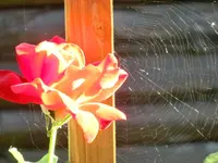 CIMG1115.webp