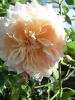 CIMG1121.webp