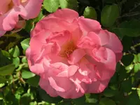 CIMG1120.webp