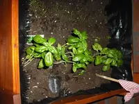 2010-12-30 15.27.55.webp