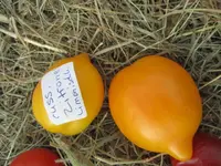 russ.Zitrone Limonischki13.8,2012 026.webp