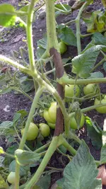 S7307838.webp
